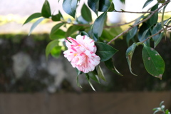 寒椿