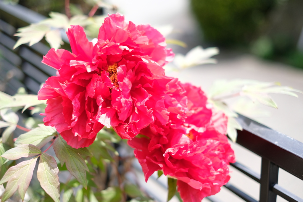 DSCF5003　プロビア