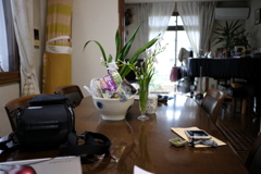 DSCF4664　ｐｒｏｎｅｇ　ｈｉ