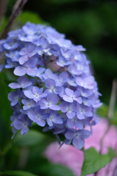 庭の紫陽花