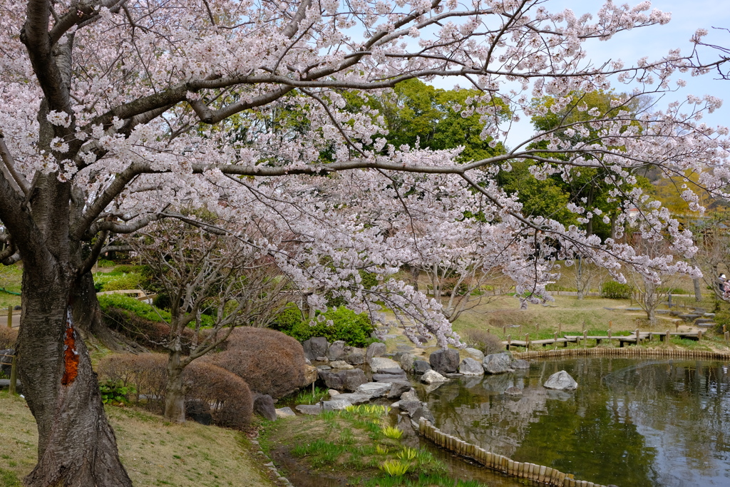 DSCF4449　神戸しあわせの村　日本庭園にて