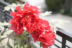 DSCF5005　エテルナ