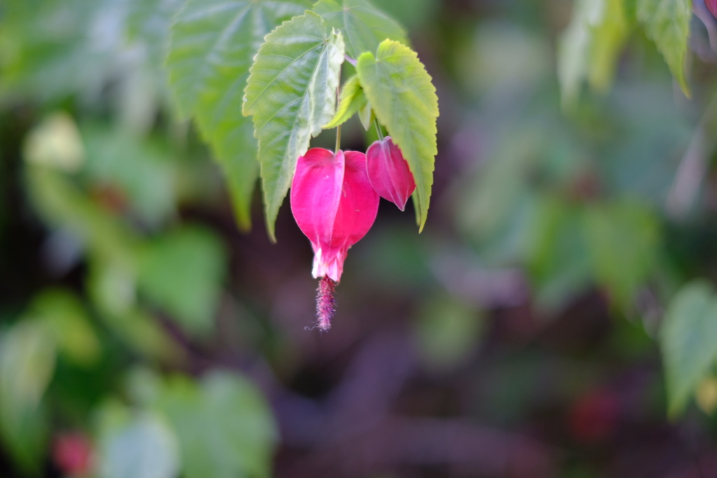 ＸＦ35mmF1.4Rのデビューです。