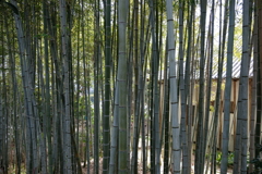 DSCF4179竹林　名塩新旧