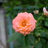 DSCF5788　近所の薔薇　プロビア