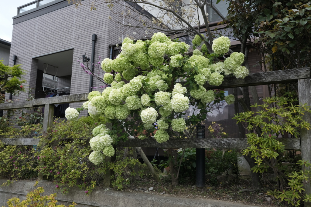 DSCF4838　名塩新旧