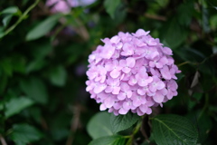 庭の紫陽花