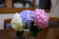 庭の紫陽花