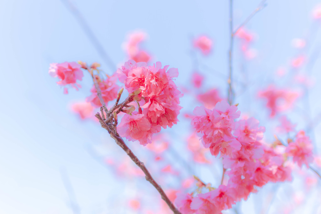 河津桜