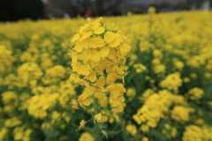 菜の花