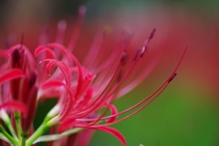 曼珠沙華