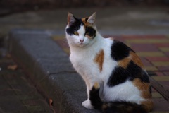 野良