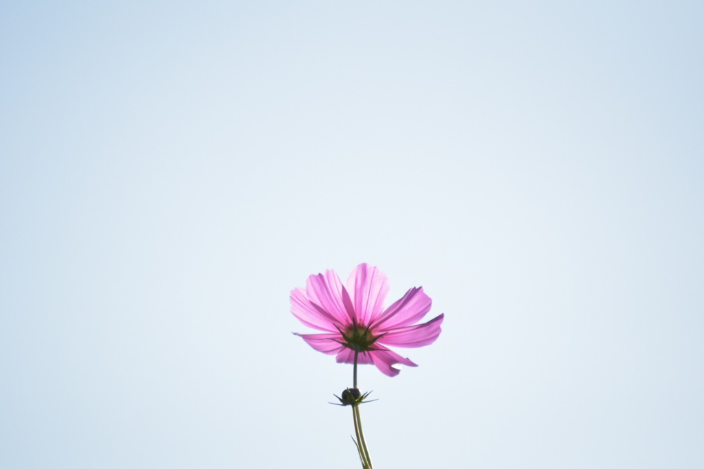 コスモス