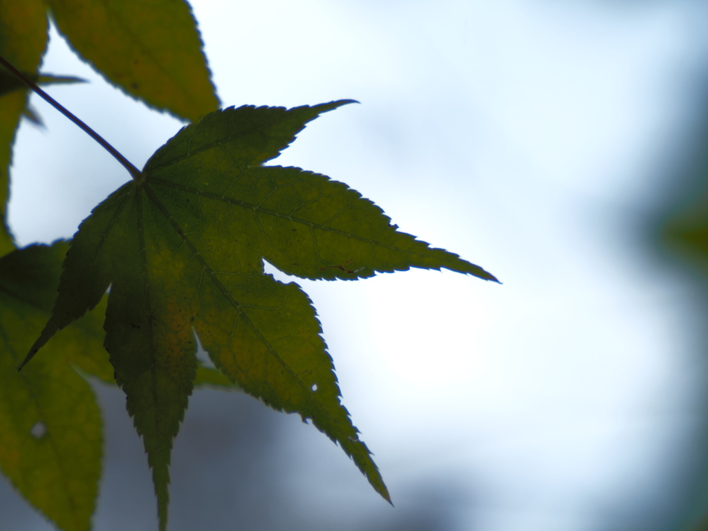 紅葉緑