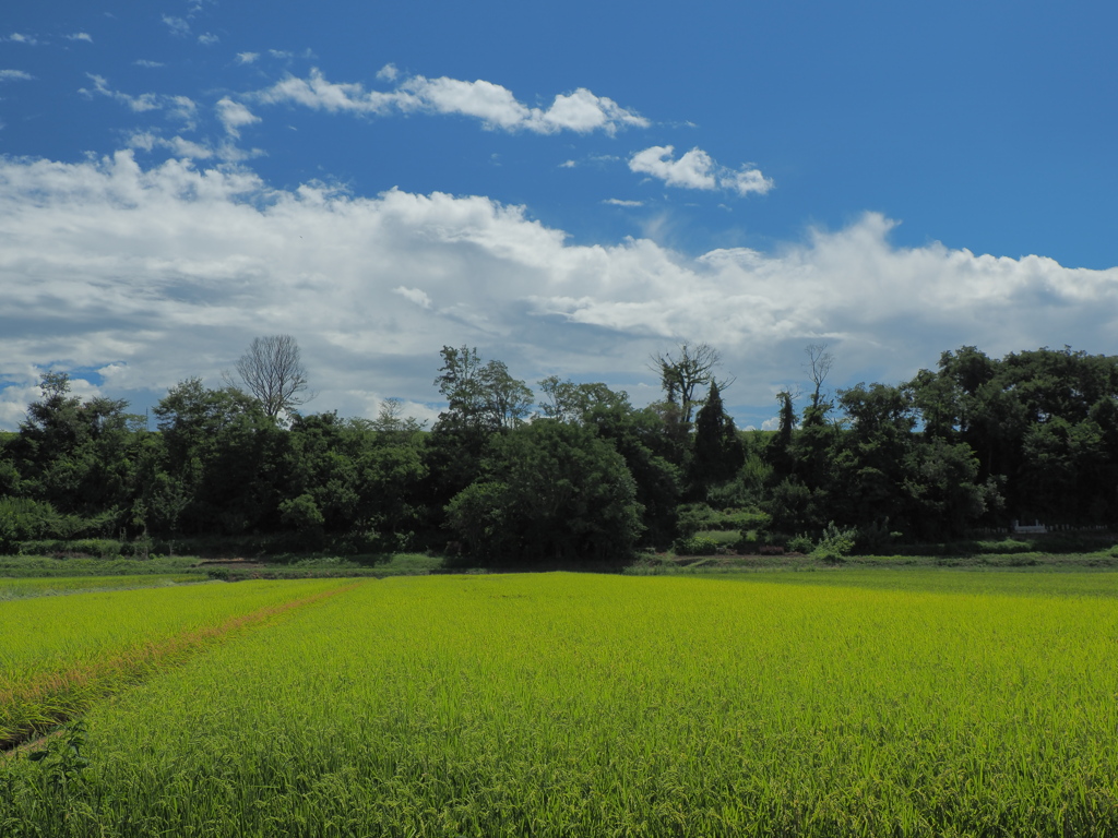 夏空