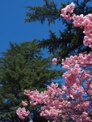 上田城の桜