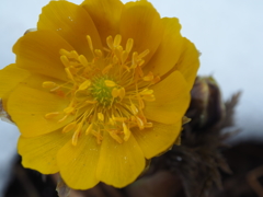 林道の雪より芽生えた花