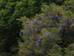 渓谷の紫