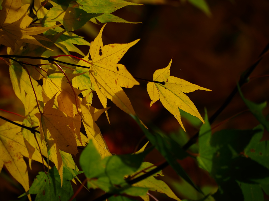 紅葉黄色