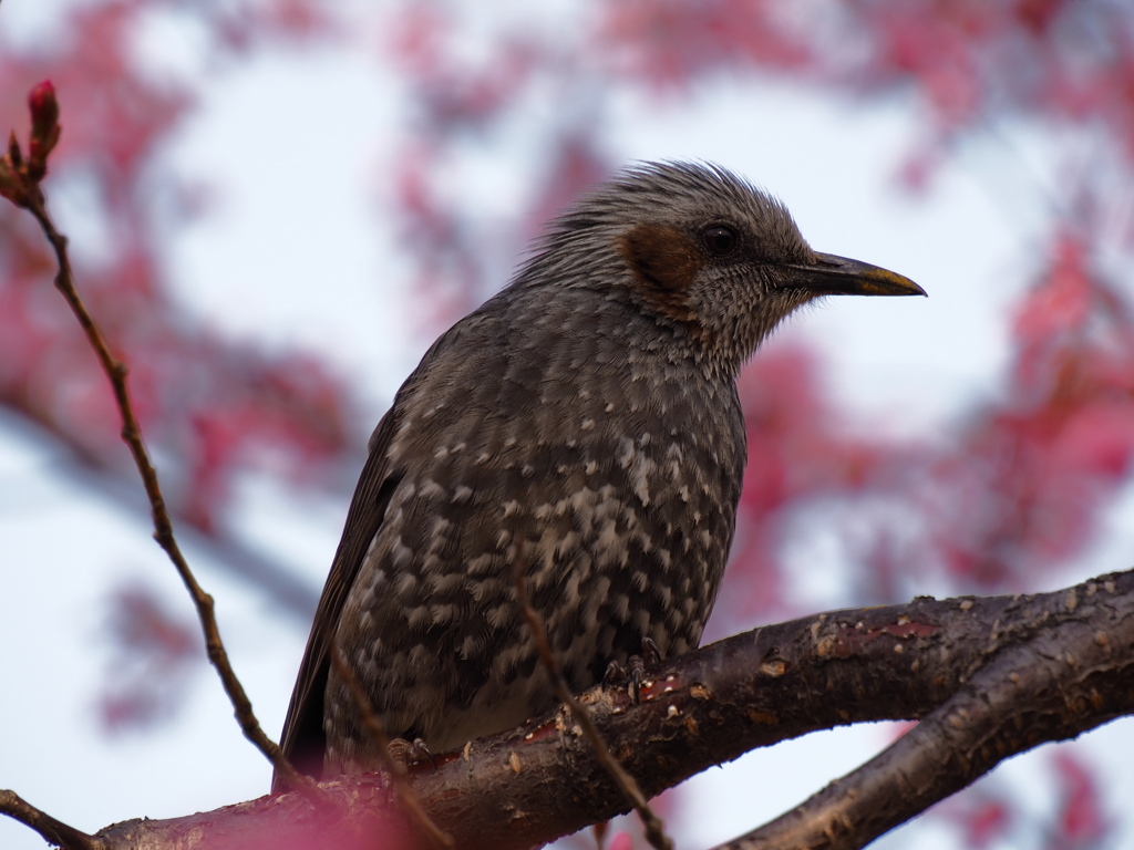 梅近鳥