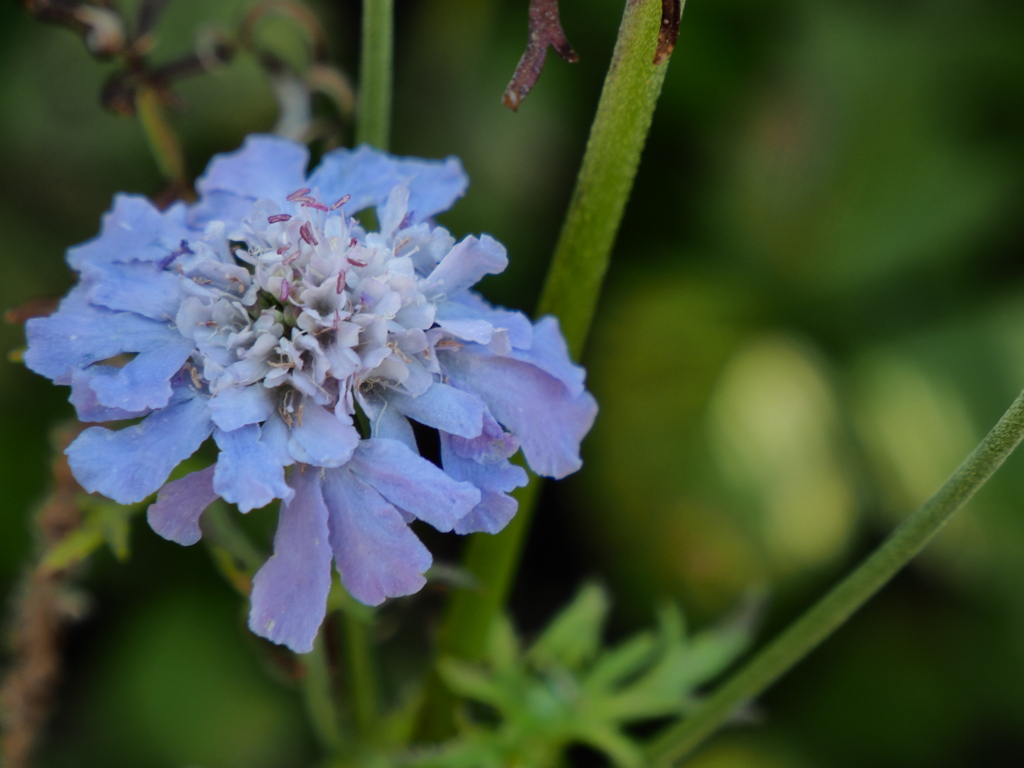 高原の青い花