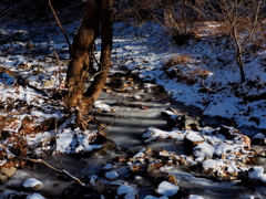 凍った小川と寒そうな根っこ