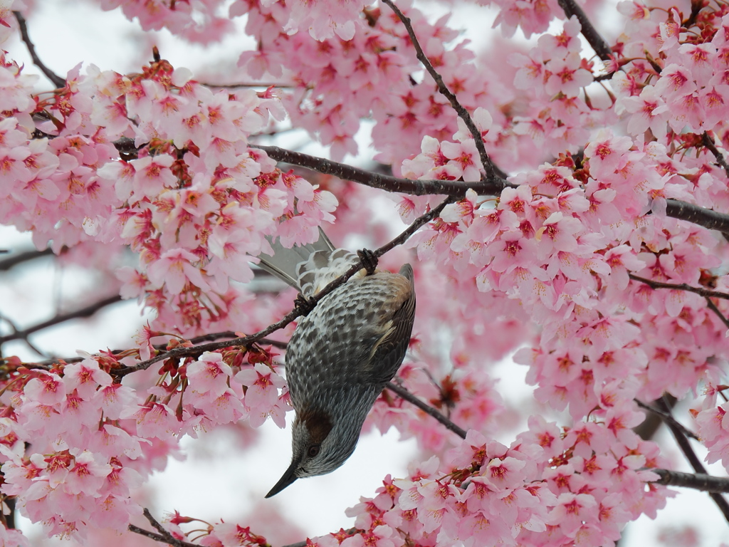 雪と花と鳥