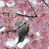 雪と花と鳥