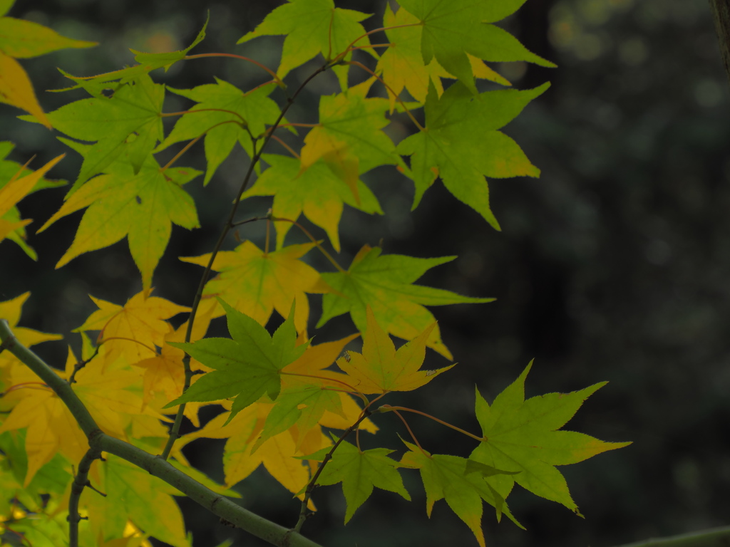 紅葉緑黄