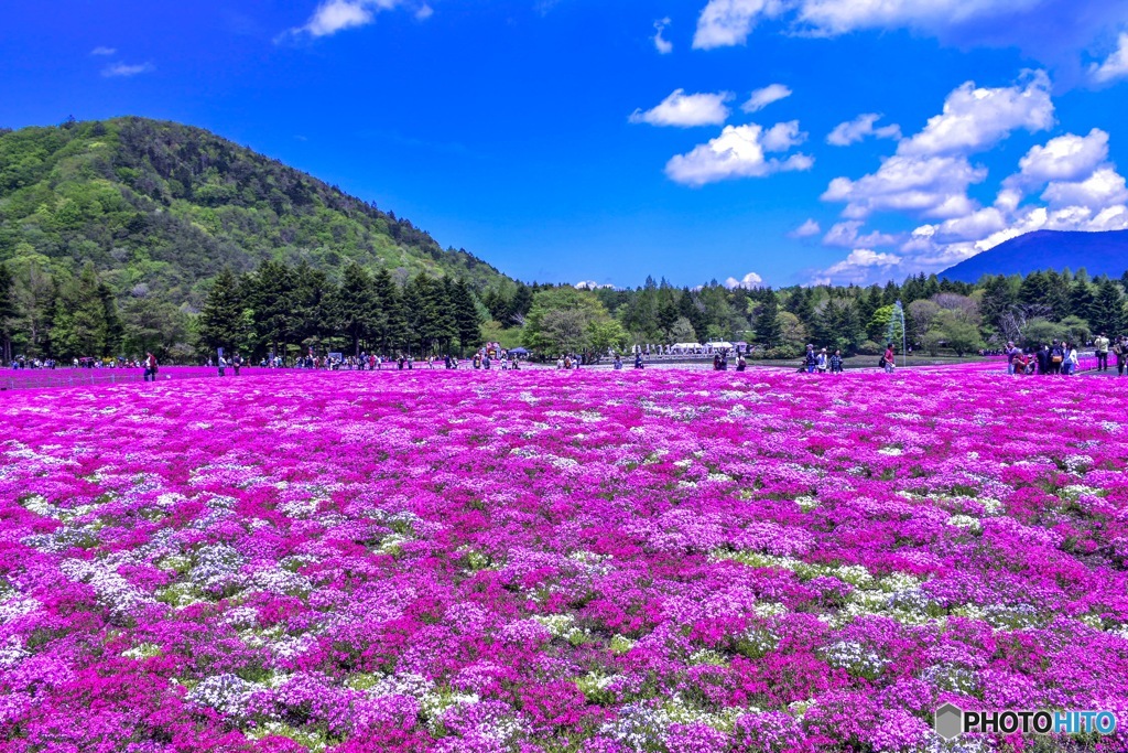 芝桜