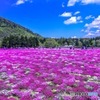 芝桜