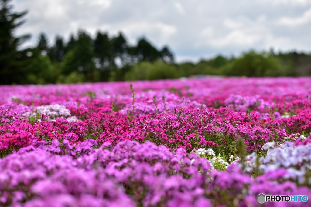 芝桜
