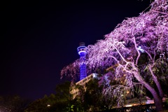 マリンタワーと桜