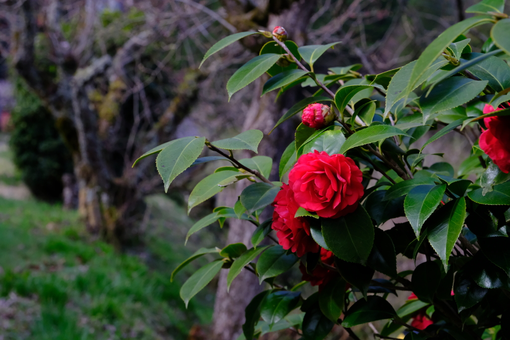 DSCF2802