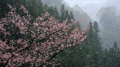 満開の山桜に雪が･･･