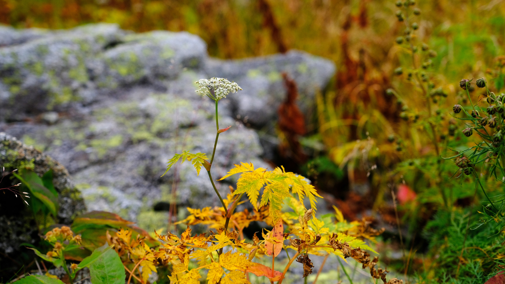 DSCF5777