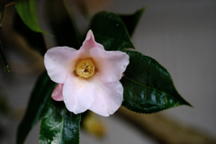 DSCF2237