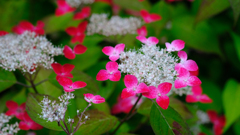 DSCF4778