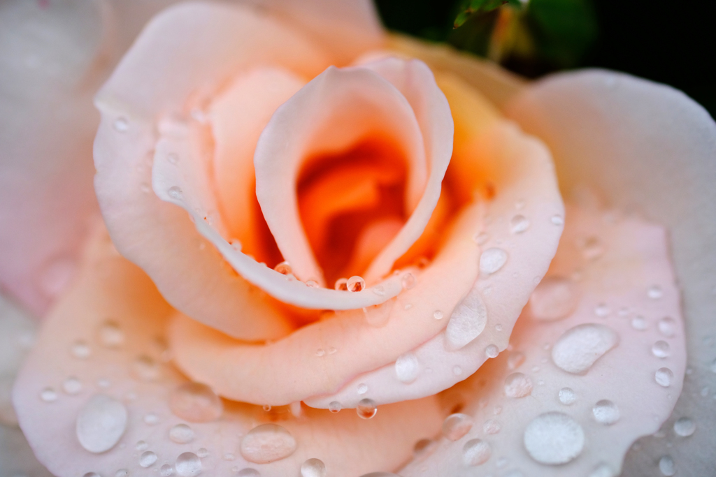 DSCF2997