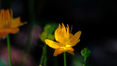 DSCF4096
