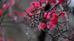 DSCF2194