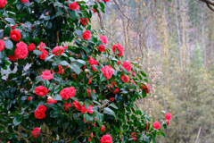 DSCF2882