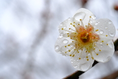 DSCF2228