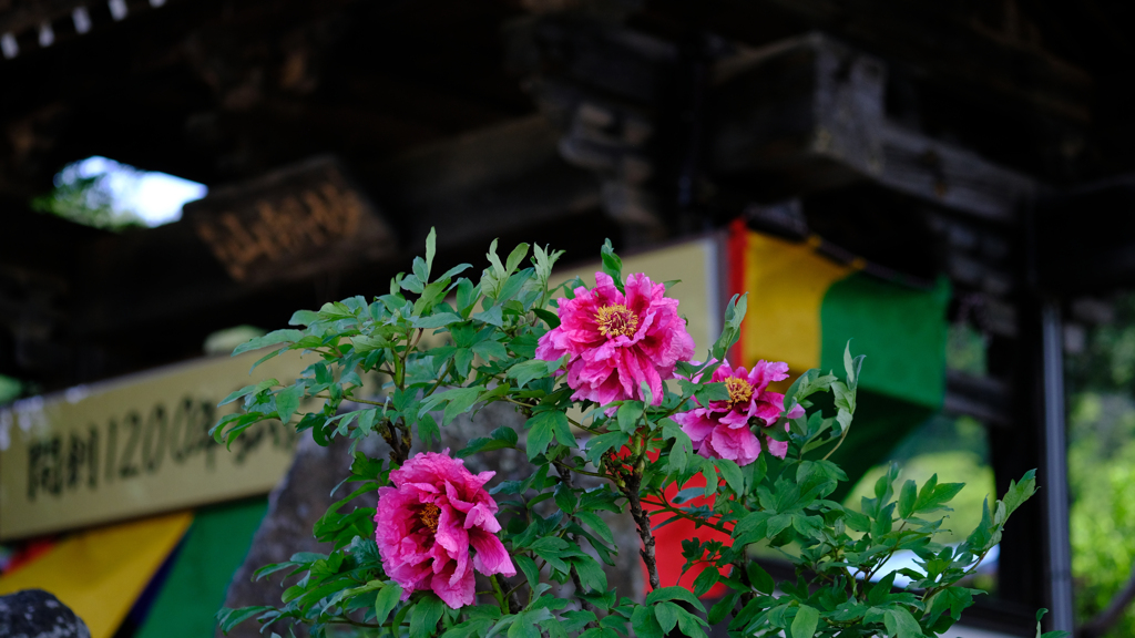 DSCF3686