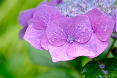 DSCF0501