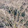 DSCF6082