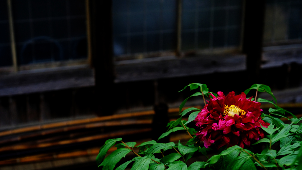 DSCF3738