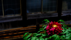 DSCF3738