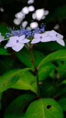 DSCF4760