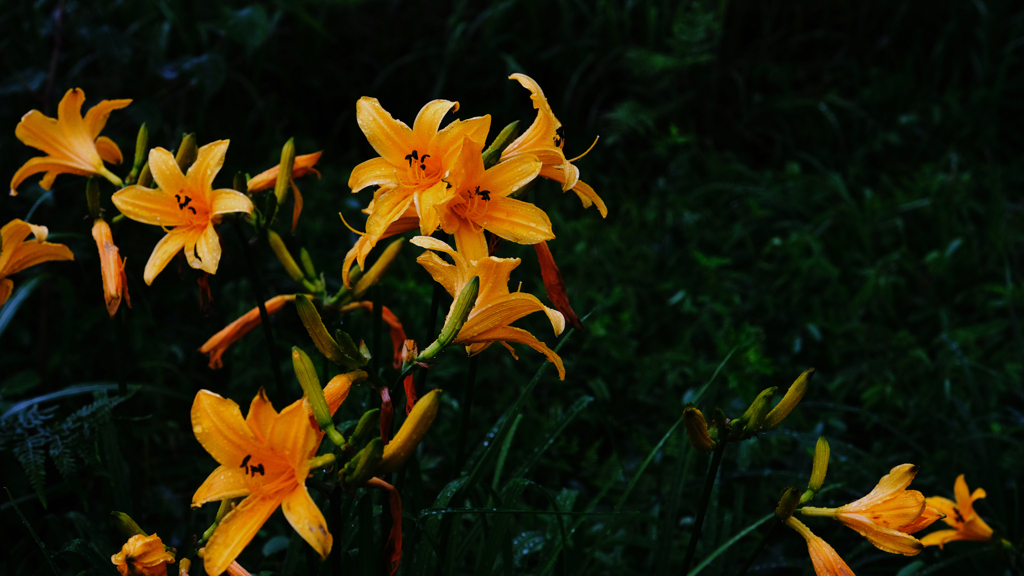 DSCF4885